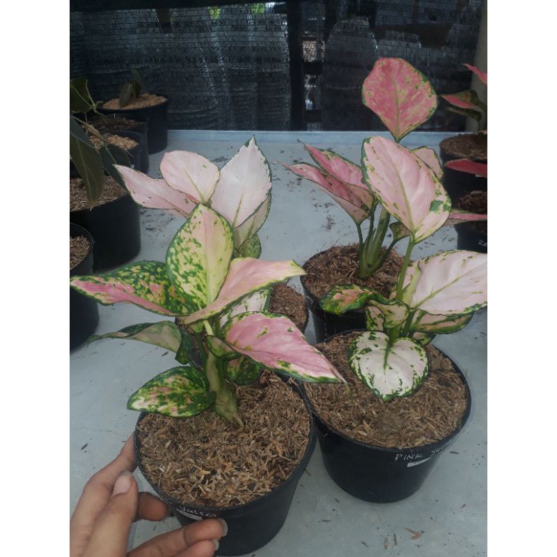 Aglonema Pink Yulia