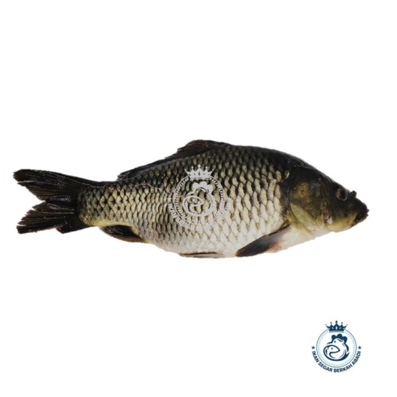 

IKAN MAS SEGAR (bukan frozen) 500gr/1kg FREE DIBERSIHKAN