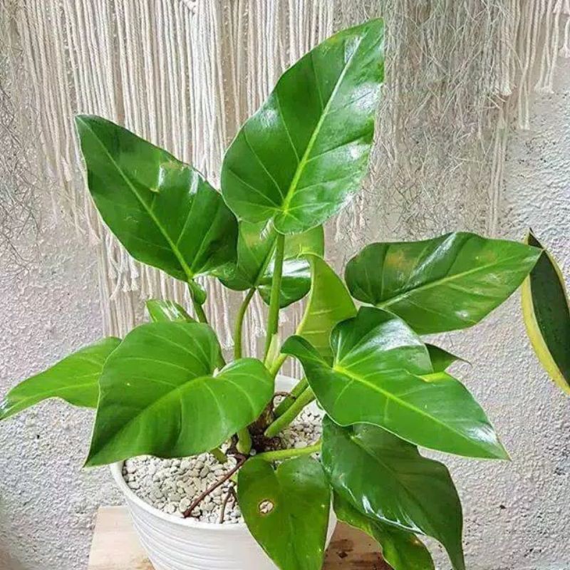 Tanaman hias philo marbel-philo marbel-marbel