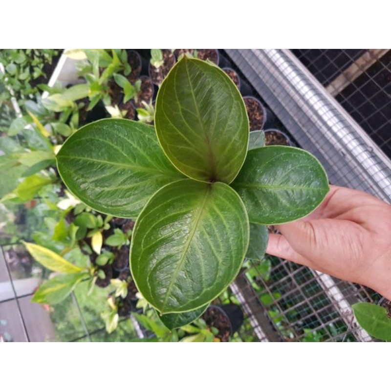 Tanaman hias anthurium jemani mangkok tornado - anthurium - anthurium mangkok