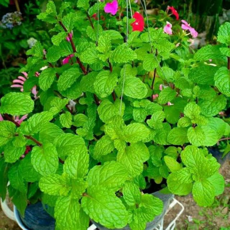 tanaman hias herbal daun mint-tanaman daun mint