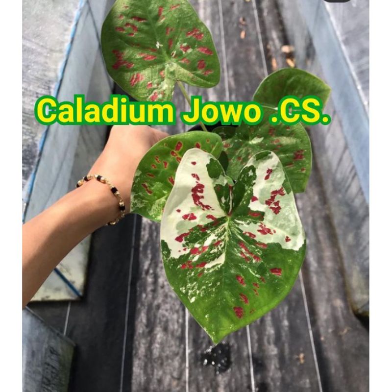 Bibit caladium Cantik Import thailand
