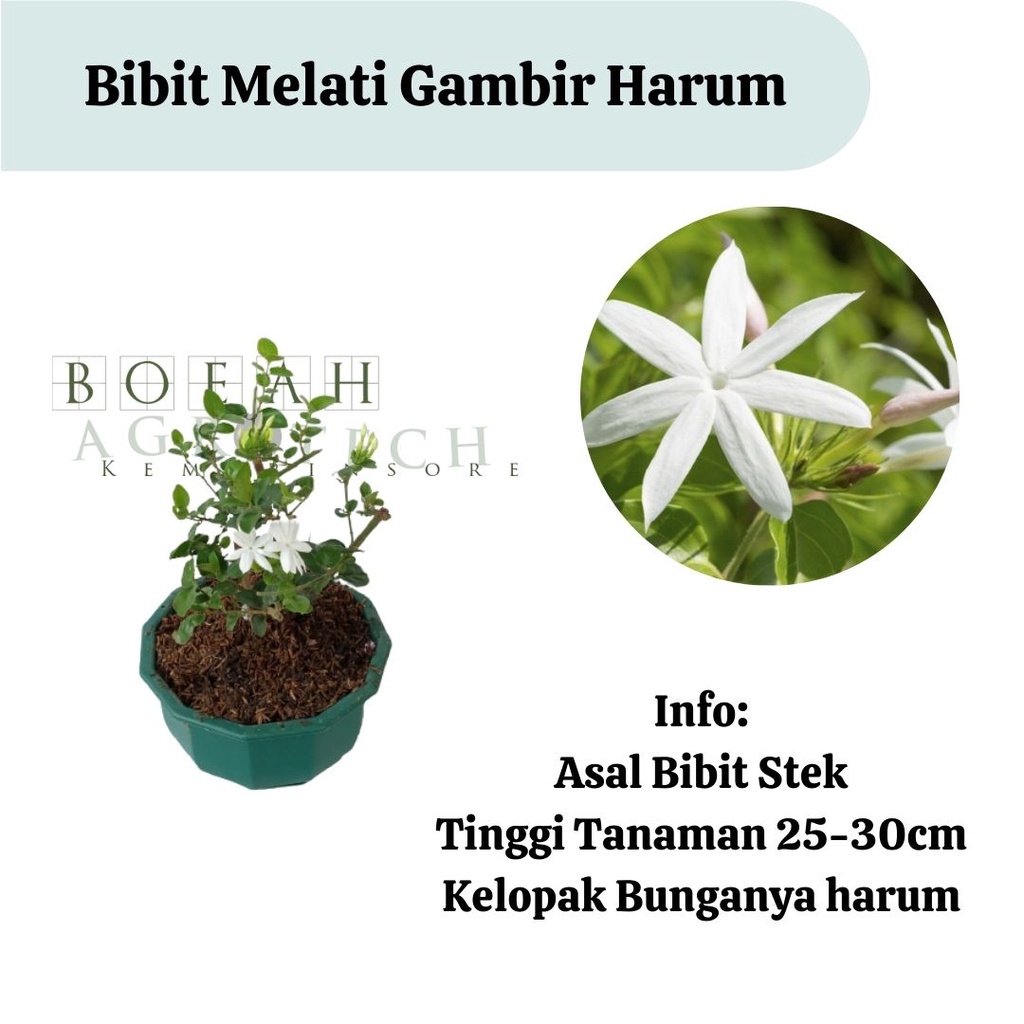 Bibit Tanaman Bunga Melati Gambir Kondisi Berbunga