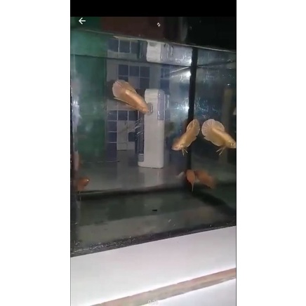 paket sepasang plakat super gold , cupang super gold 24k