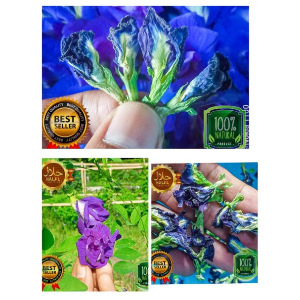 

Bunga Telang TUMPUK PREMIUM 15 gram,kembang telang,butterfly pea