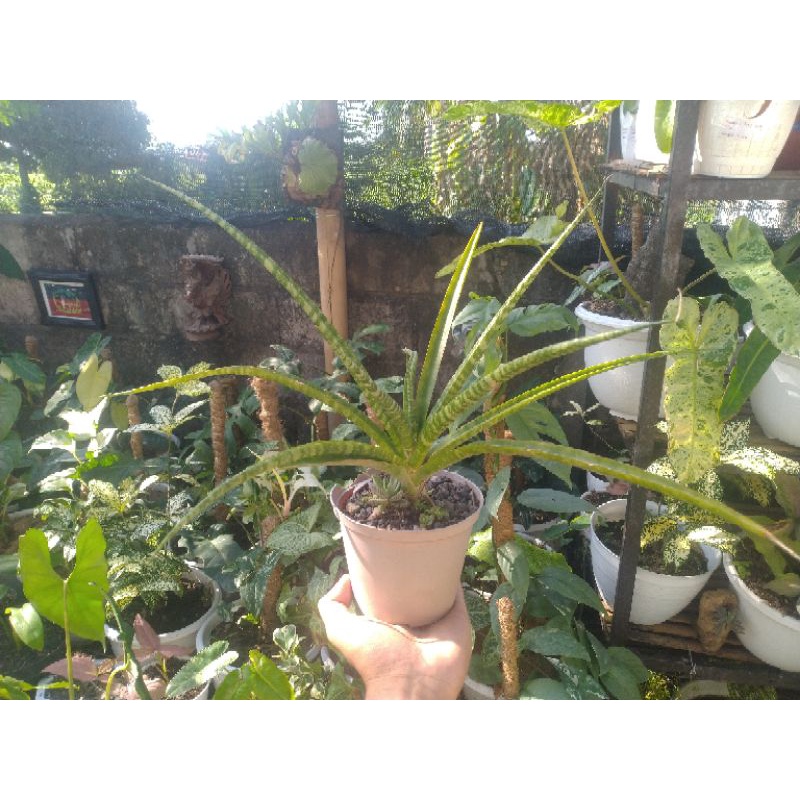 Sansivieria Jangar atau Lidah Mertua Jangar