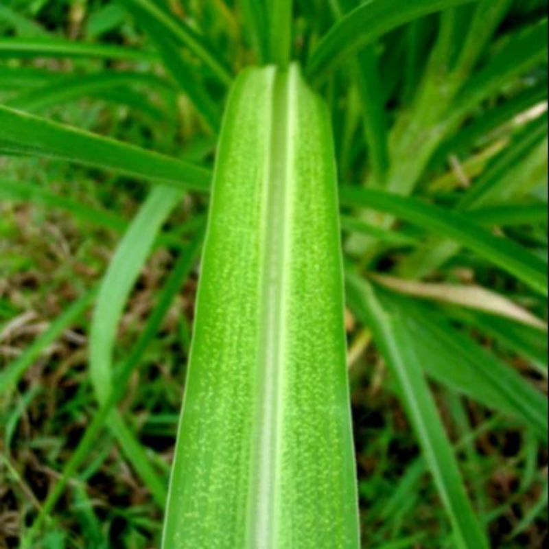 

daun tebu segar 20cm 200gr