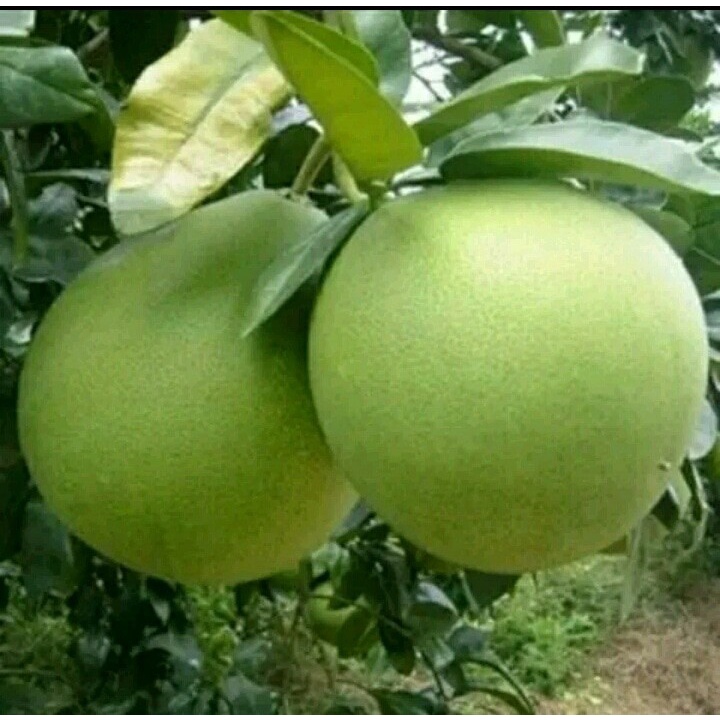 Bibit Tanaman Buah Jeruk Pamelo Madu Manis
