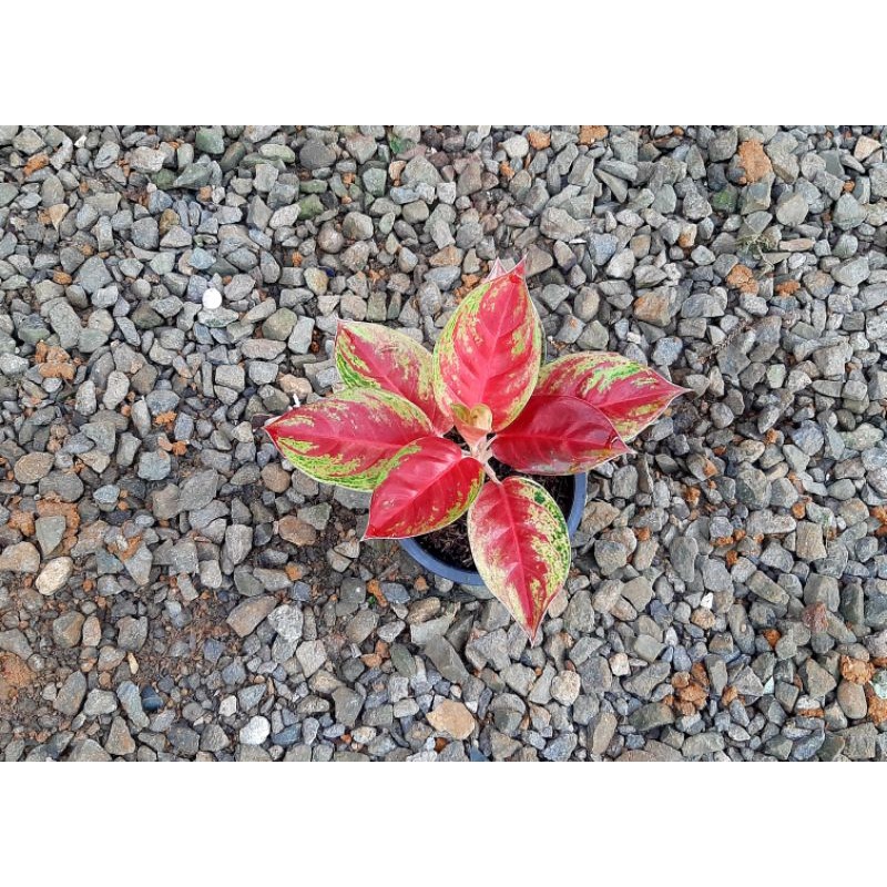 Aglaonema Red Ndot Mutasi
