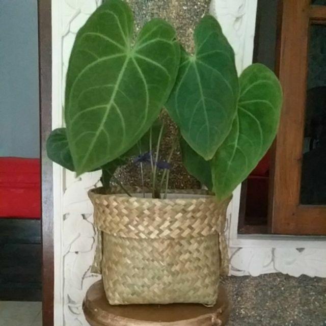 Jumbo Sale  Purun (natural & Batik)