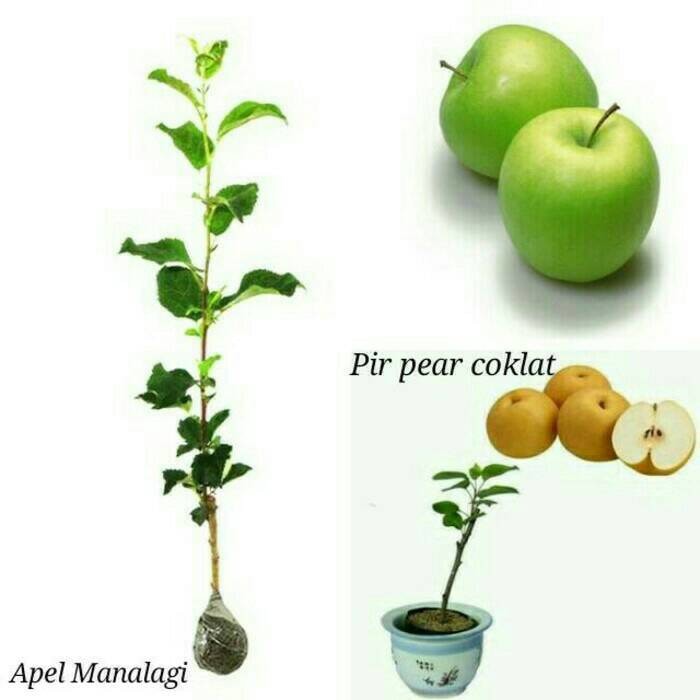 Bibit Apel Manalagi dan Pear Coklat