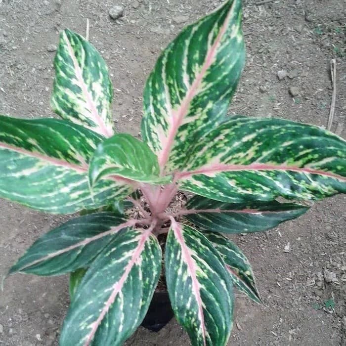 bibit paket tanaman hias - paket aglonema - aglonema