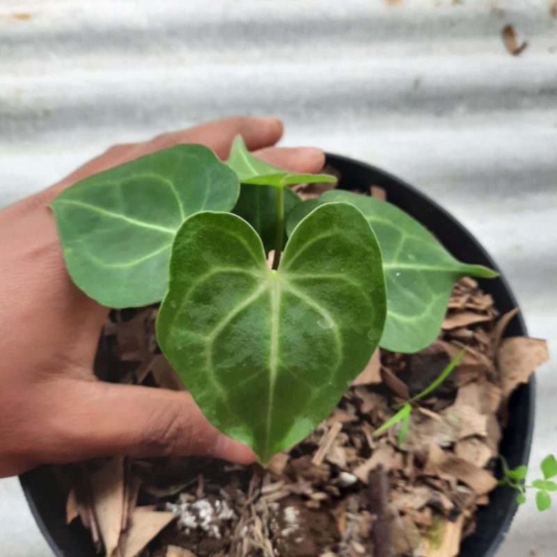 anthurium kuping gajah tarantula size baby