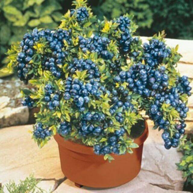 10 biji benih blueberry bonsai import