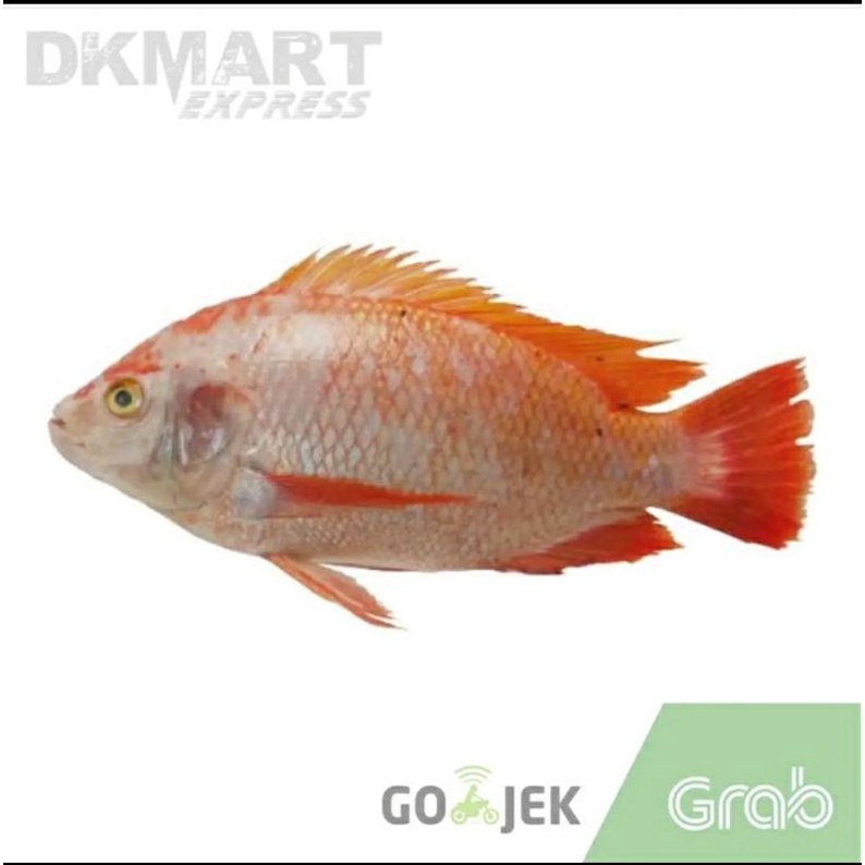 ikan nila merah segar 500 gram