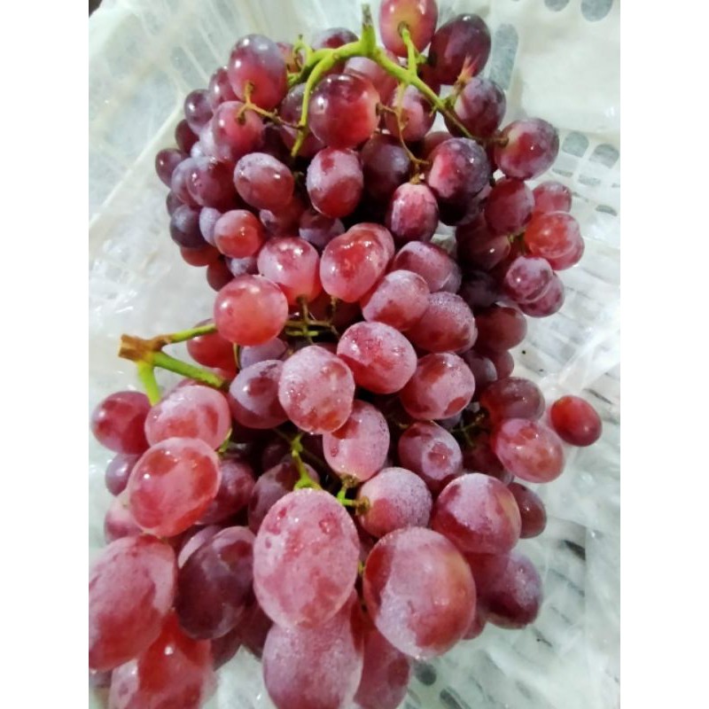 

anggur red china