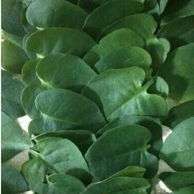 

Daun-Binahong Premium-Asli Tanpa Pestisid