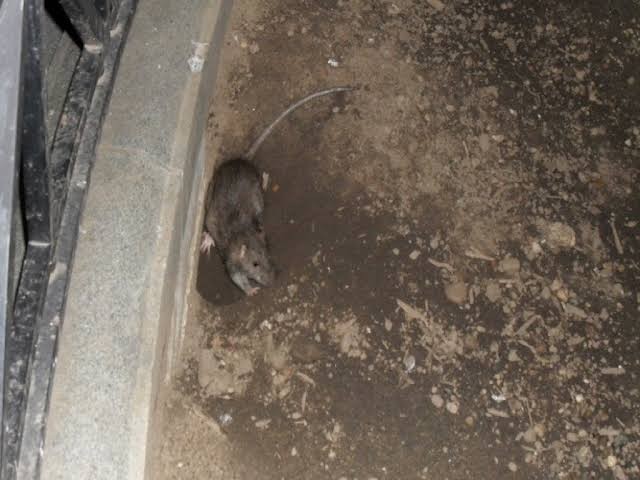 Ramtus Obat Racun Tikus Langsung Mati Kering Tidak Bau Sangat Ampuh Racun Pembasmi Tikus 12 Pack