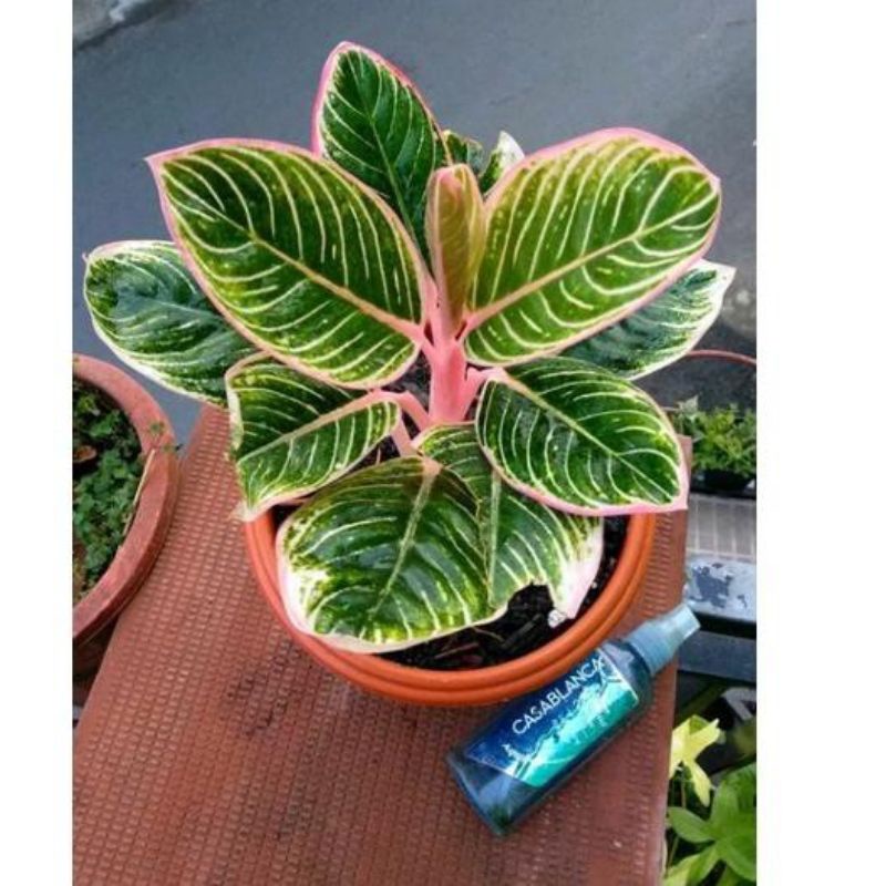 Bibit/anakan Aglonema minion