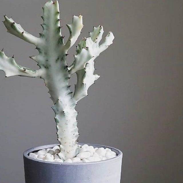 Kaktus euphorbia lactae white ghost