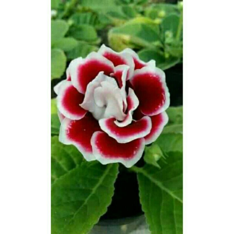 

Paket Gloxinia 12pcs / 1kg