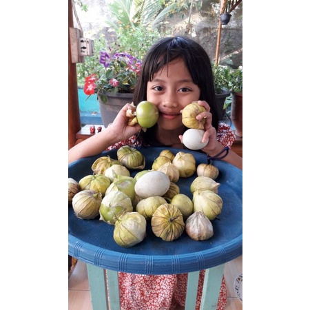 paket benih biji ciplukan jumbo