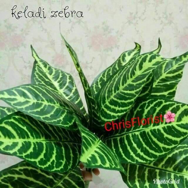 Keladi Zebra Artificial 248 Shopee Indonesia