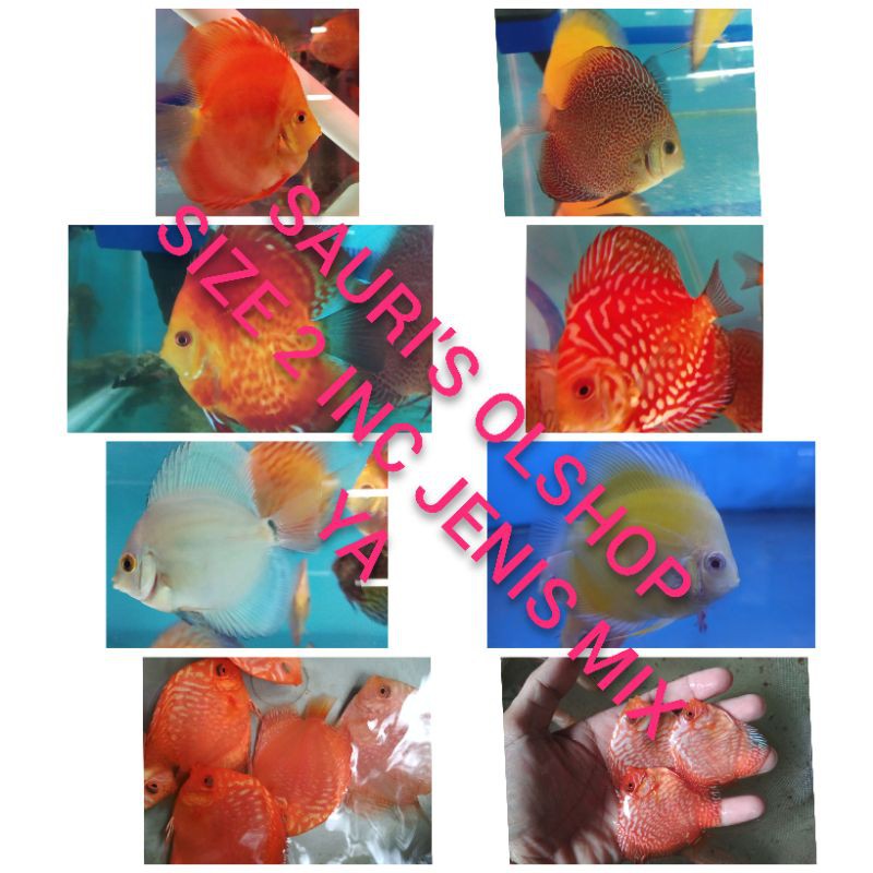

Ikan Discus Size 2 inc Jenis Mix