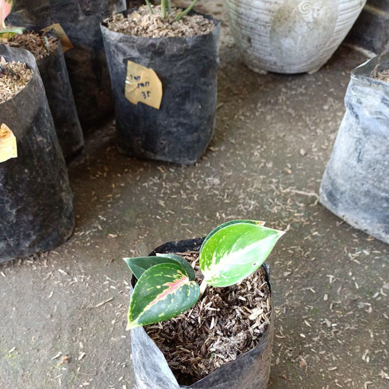 Tanaman hias aglonema big papa baby