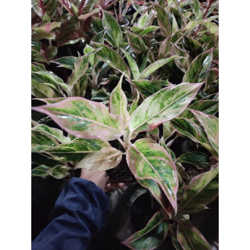 (COD) Tanaman hias aglonema lipstik pink / aglaonema siam aurora pink / tanaman hidup-bunga hidup mu