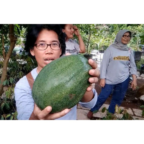 Bibit Alpukat Markus Siap Tanam
