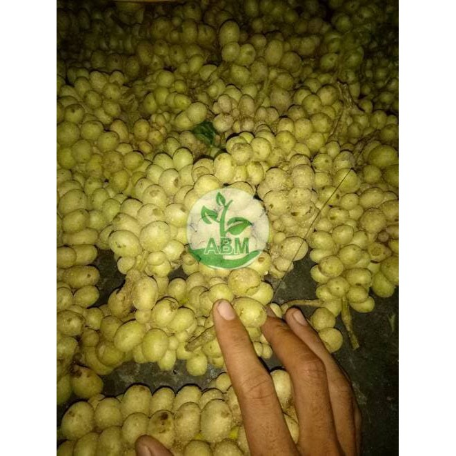 Jual Benih Biji Pohon Kayu Manglid / Benih Murah / Bibit Murah