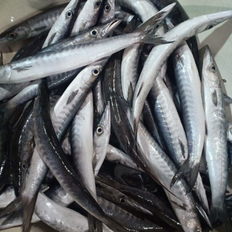 

ikan alu alu segar ikan Barakuda ikan air laut
