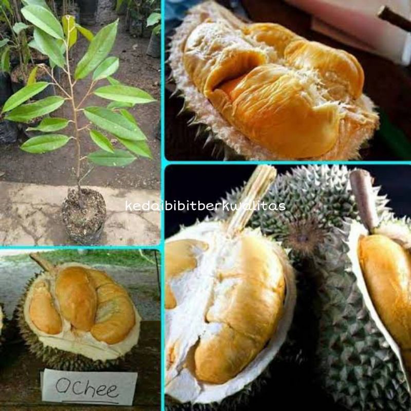 bibit durian ochee duri hitam