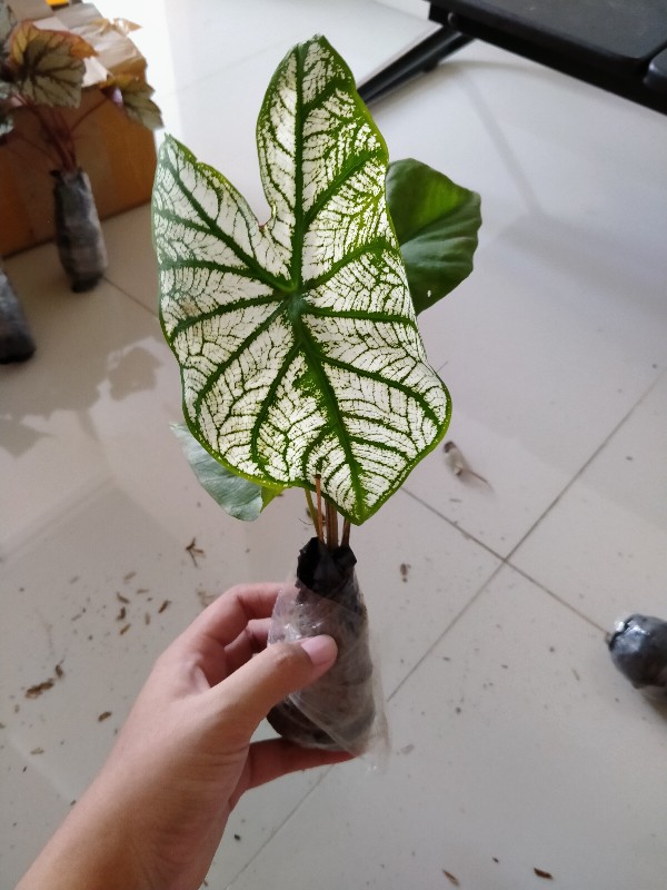 Tanaman Hias Caladium White Christmas