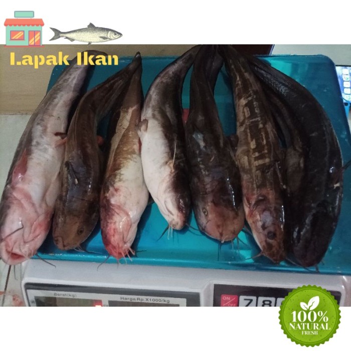

Ikan Sembilang Karang Segar 1~Kilogram