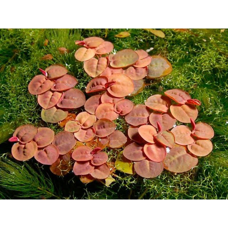 Jual Tanaman Apung Aquascape Philantus Fluitans Akar Merah Red Root Amazon Frogbit Plant