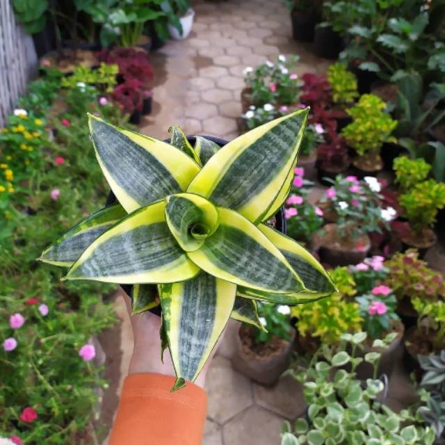 Tanaman Hias Sansivera Pagoda Kuning / Tanaman Hias / Pagoda Golden