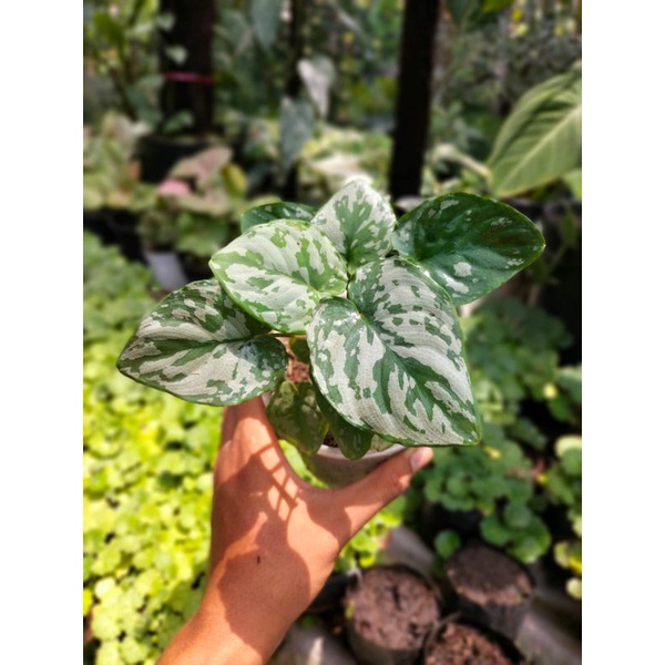 HOMALOMENA ARMY/FROG