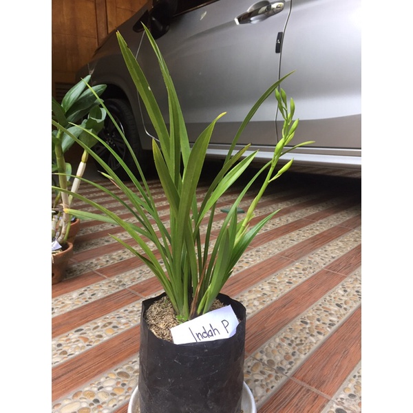 Cymbidium knop rimbun kak indah