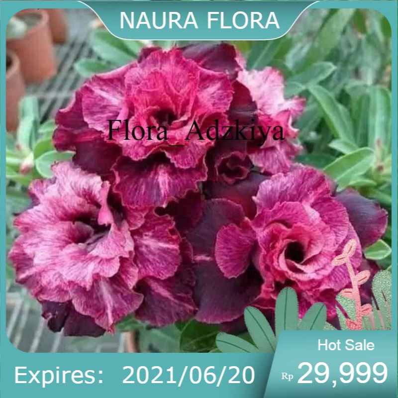 pohon adenium bunga tumpuk-pohon kamboja jepang