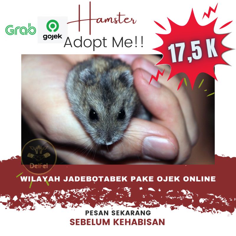 Hamster murah Winter White & Campbel Chambel Depok / Pearl / Golden / Hybird / Tiger / Saphire / Mat