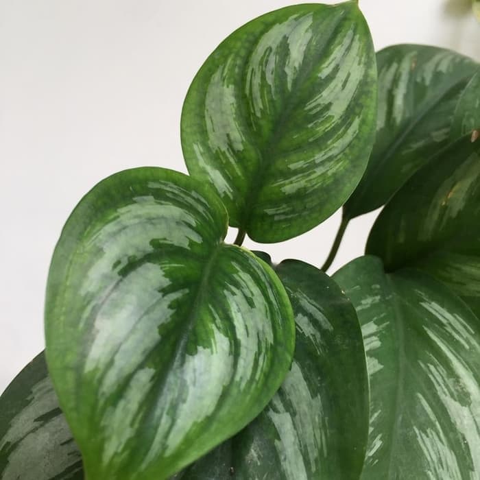 Jual tanaman hias scindapsus sp Sumatra - tanaman rambat asli hutan MURAH