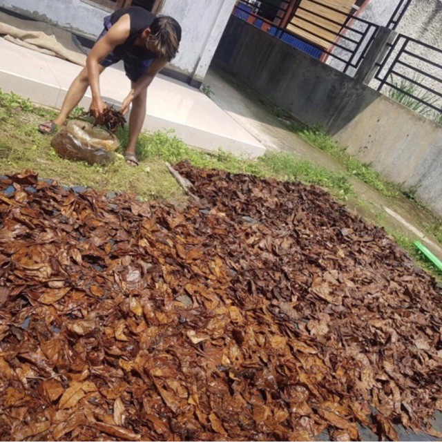 DAUN KETAPANG LAUT OLAHAN KEMASAN 1000 Gram