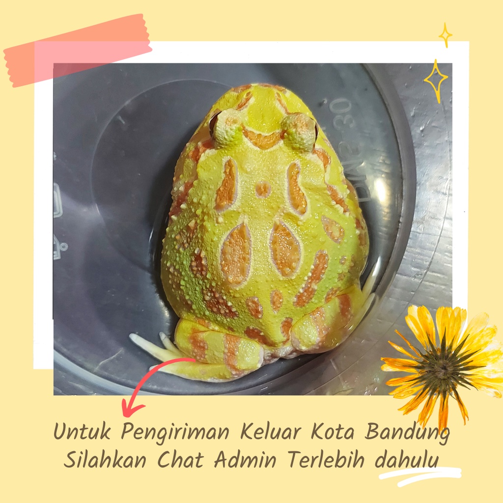 Albino Pacman Frog (MKD)