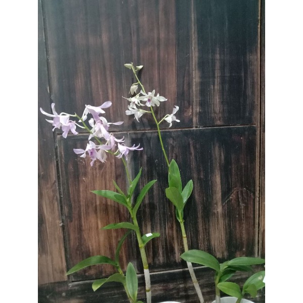 ANGGREK DENDROBIUM CHANNEL