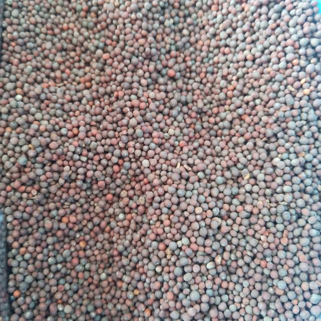 

Biji Sawi / Mustard Seed 100 gram