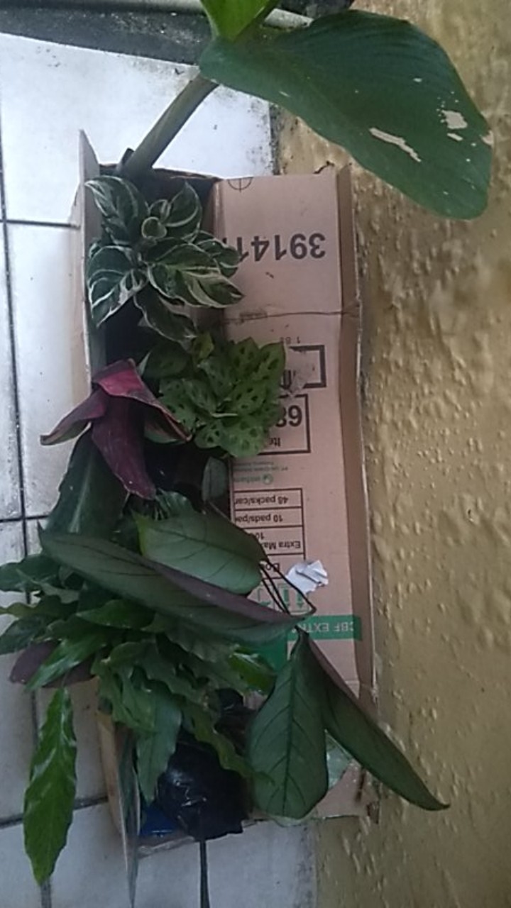 Calathea Leuconeura Var Kerchoviana | Kalatea Levonero