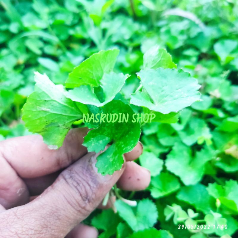 

DAUN PEGAGAN 60 TANGKAI SEGAR / DAUN ANTANAN LANGSUNG PETIK / DAUN DULANG SONTAK LANGSUNG KIRIM /