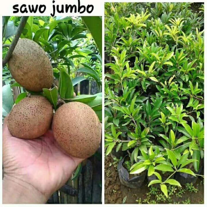 Bibit Sawo Jumbo